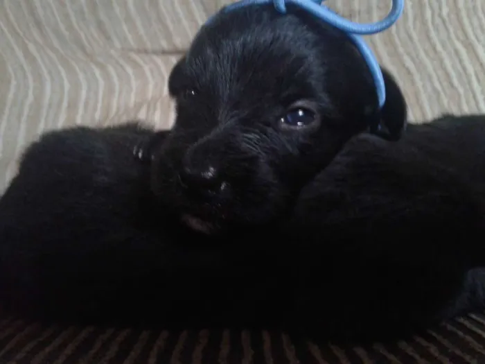 Cachorro ra a indefinida idade Abaixo de 2 meses nome sn