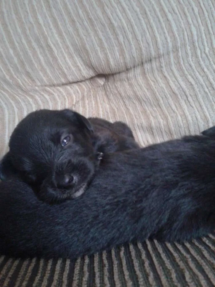 Cachorro ra a indefinida idade Abaixo de 2 meses nome sn