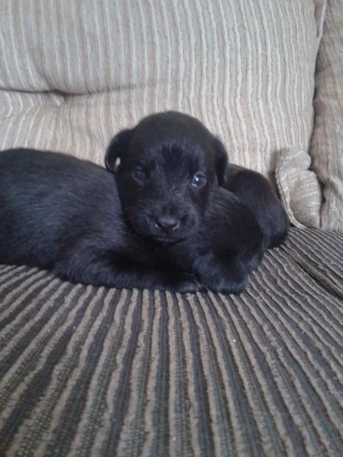 Cachorro ra a indefinida idade Abaixo de 2 meses nome sn