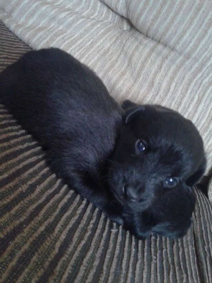 Cachorro ra a indefinida idade Abaixo de 2 meses nome sn