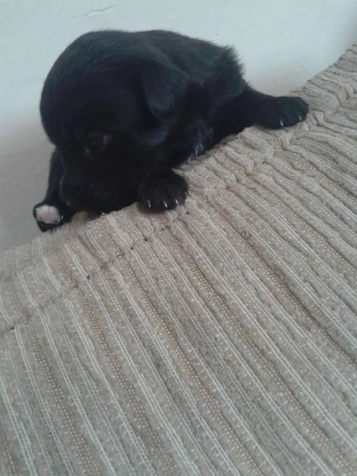 Cachorro ra a indefinida idade Abaixo de 2 meses nome sn
