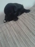 sn