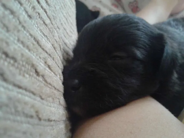 Cachorro ra a indefinida idade Abaixo de 2 meses nome sn