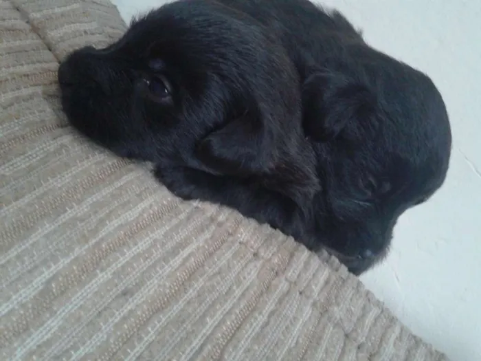 Cachorro ra a indefinida idade Abaixo de 2 meses nome sn