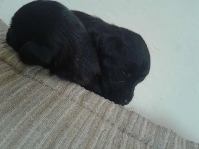 Cachorro ra a indefinida idade Abaixo de 2 meses nome sn