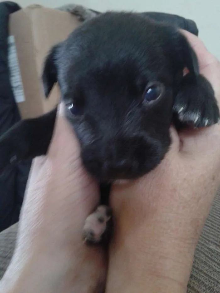 Cachorro ra a indefinida idade Abaixo de 2 meses nome sn
