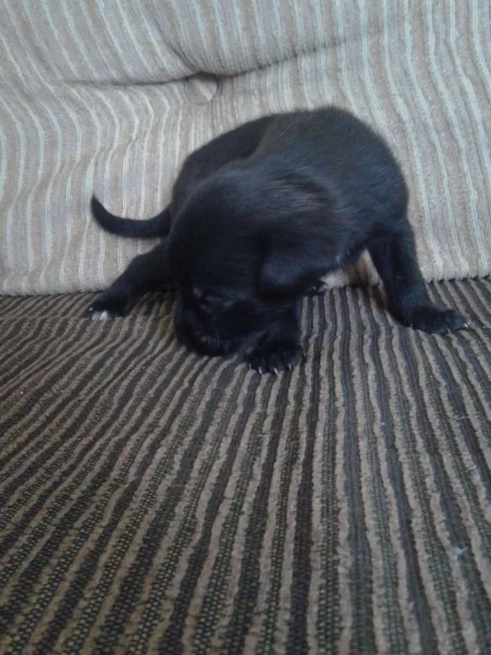 Cachorro ra a indefinida idade Abaixo de 2 meses nome sn