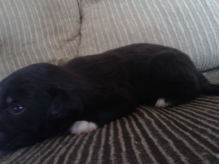 Cachorro ra a indefinida idade Abaixo de 2 meses nome sn