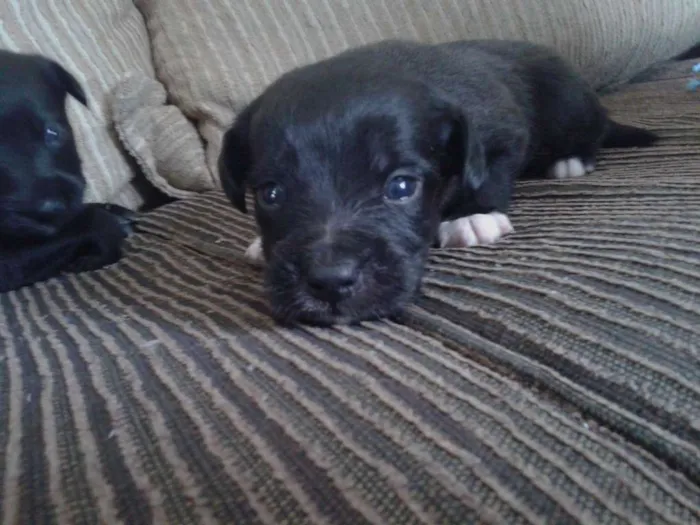 Cachorro ra a indefinida idade Abaixo de 2 meses nome sn