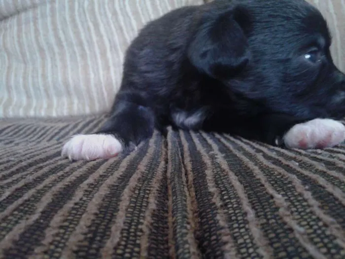 Cachorro ra a indefinida idade Abaixo de 2 meses nome sn