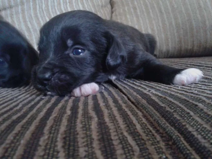 Cachorro ra a indefinida idade Abaixo de 2 meses nome sn
