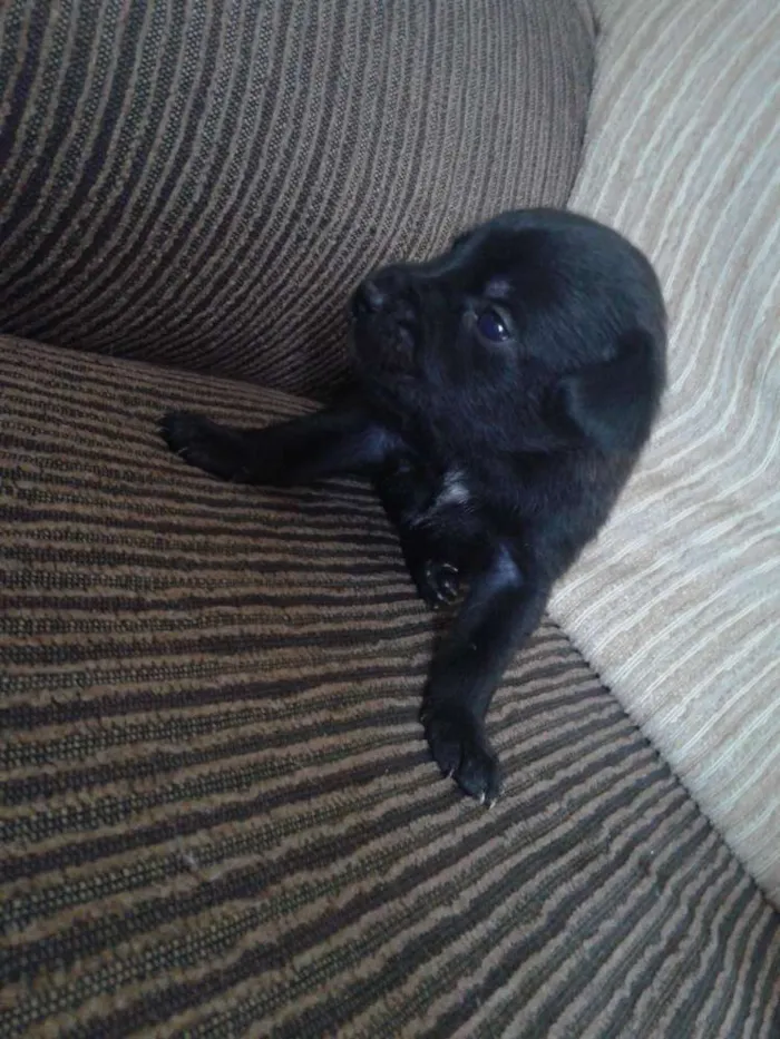 Cachorro ra a indefinida idade Abaixo de 2 meses nome sn