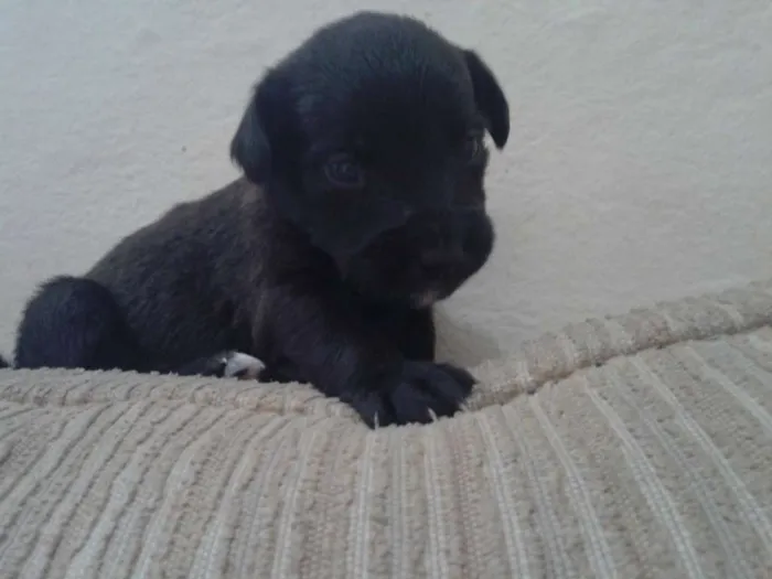 Cachorro ra a indefinida idade Abaixo de 2 meses nome sn