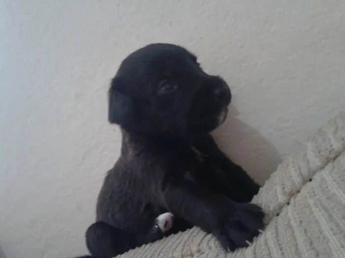 Cachorro ra a indefinida idade Abaixo de 2 meses nome sn