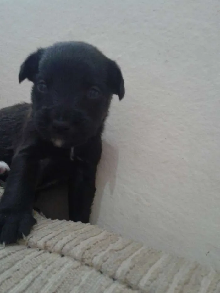 Cachorro ra a indefinida idade Abaixo de 2 meses nome sn