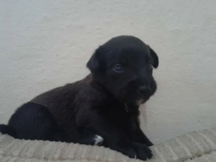 Cachorro ra a indefinida idade Abaixo de 2 meses nome sn