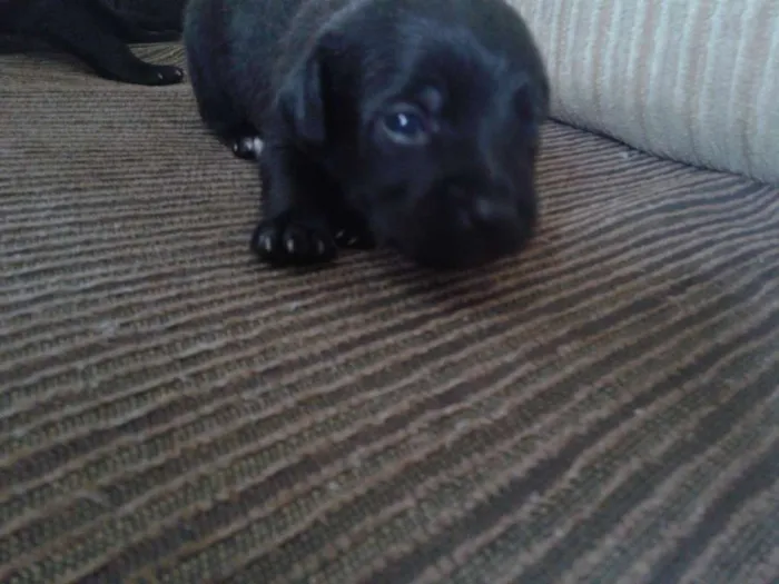 Cachorro ra a indefinida idade Abaixo de 2 meses nome sn