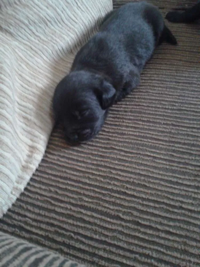 Cachorro ra a indefinida idade Abaixo de 2 meses nome sn