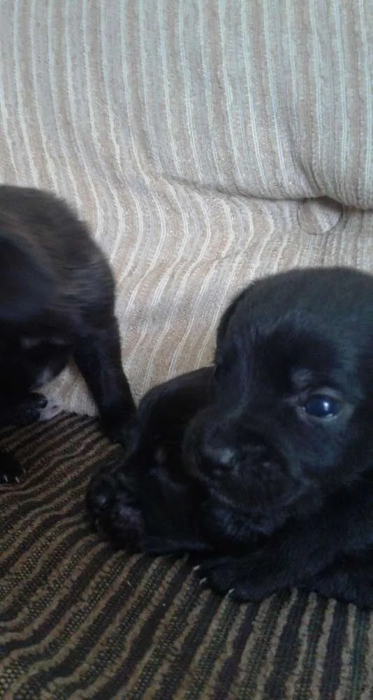 Cachorro ra a indefinida idade Abaixo de 2 meses nome sn