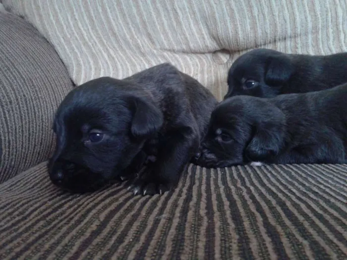 Cachorro ra a indefinida idade Abaixo de 2 meses nome sn