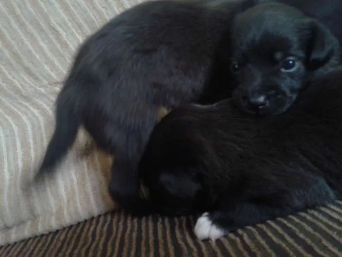 Cachorro ra a indefinida idade Abaixo de 2 meses nome sn