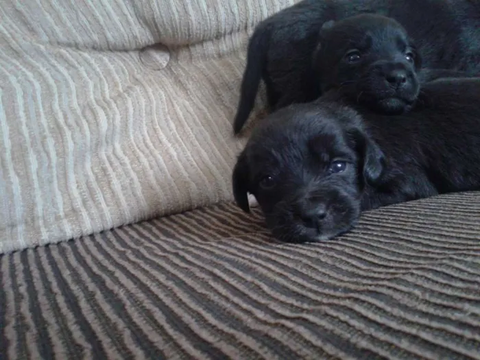Cachorro ra a indefinida idade Abaixo de 2 meses nome sn