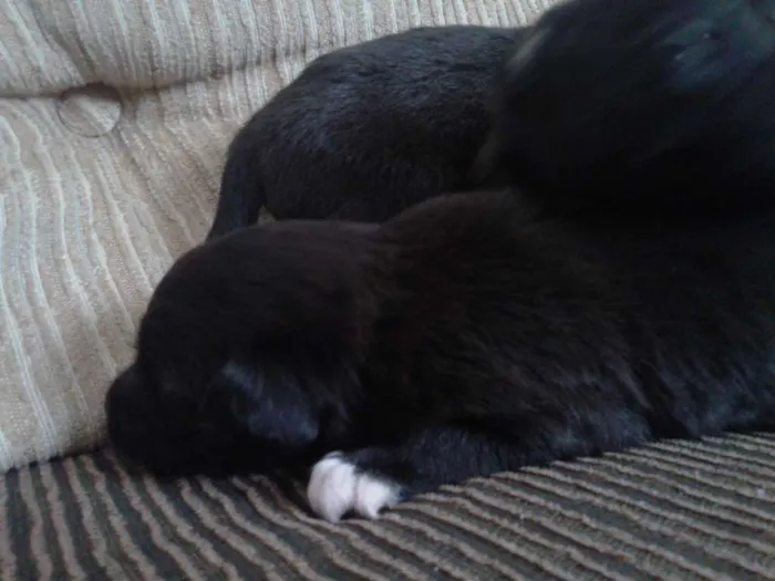 Cachorro ra a indefinida idade Abaixo de 2 meses nome sn