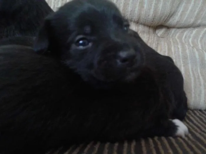 Cachorro ra a indefinida idade Abaixo de 2 meses nome sn