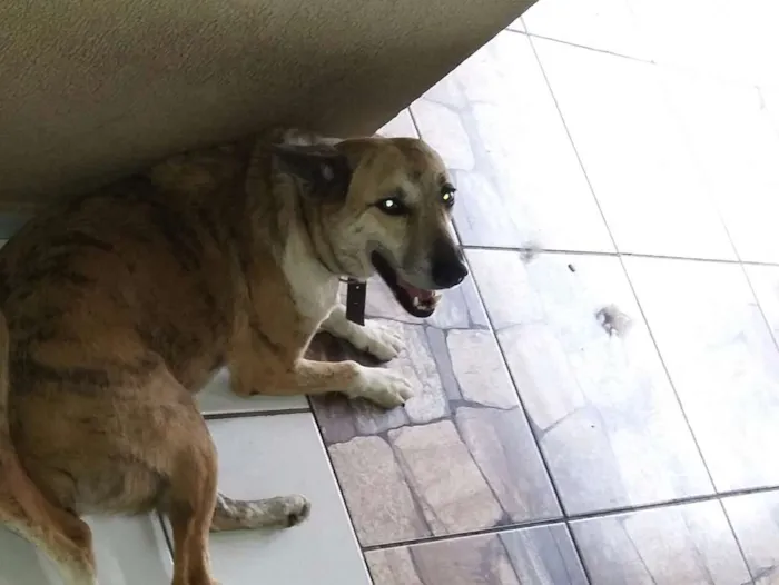 Cachorro ra a N/D idade 5 anos nome Tequila