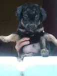 neguinho