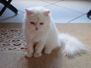 Gato raça persa  idade 6 ou mais anos nome Caju