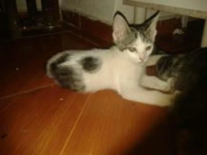 Gato ra a não sei idade 2 a 6 meses nome Cristal