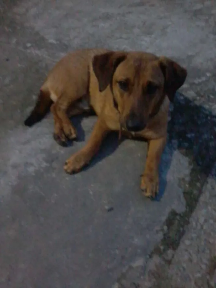 Cachorro ra a Mestiço Basset idade 1 ano nome Major