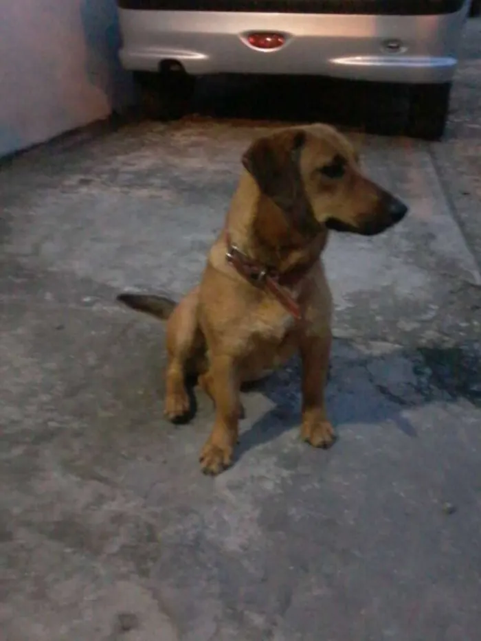 Cachorro ra a Mestiço Basset idade 1 ano nome Major