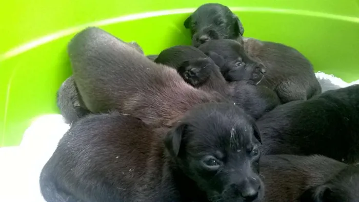 Cachorro ra a vira-latas  idade Abaixo de 2 meses nome filhotes 