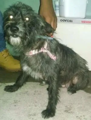 Cachorro raça Vira Lata idade 3 anos nome Meg