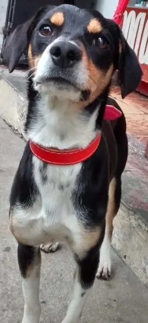 Cachorro raça Sem raça definida idade 7 a 11 meses nome Estrela