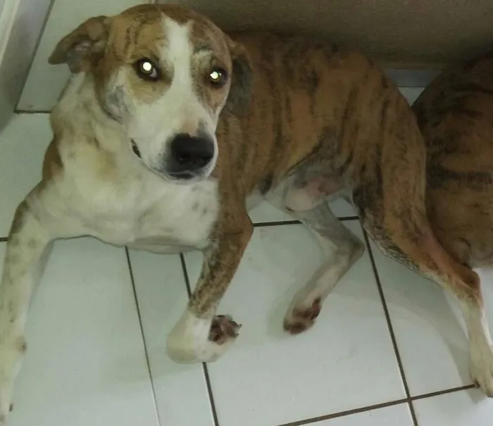 Cachorro ra a N/D idade 3 anos nome Dante 