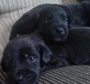 Cachorro raça indefinida idade Abaixo de 2 meses nome sn