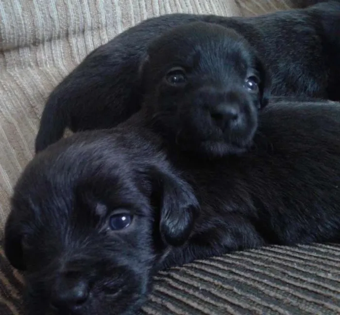Cachorro ra a indefinida idade Abaixo de 2 meses nome sn