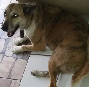 Cachorro raça N/D idade 5 anos nome Tequila