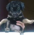 neguinho