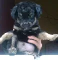 neguinho