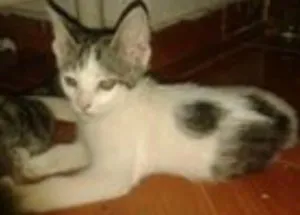 Gato raça não sei idade 2 a 6 meses nome Cristal