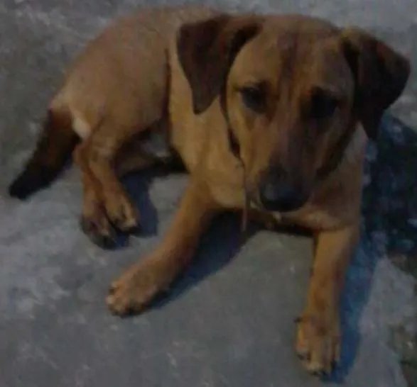 Cachorro ra a Mestiço Basset idade 1 ano nome Major