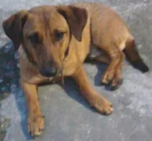 Cachorro raça Mestiço Basset idade 1 ano nome Major