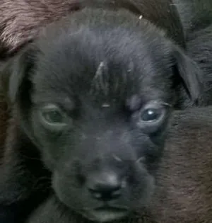 Cachorro raça vira-latas  idade Abaixo de 2 meses nome filhotes 
