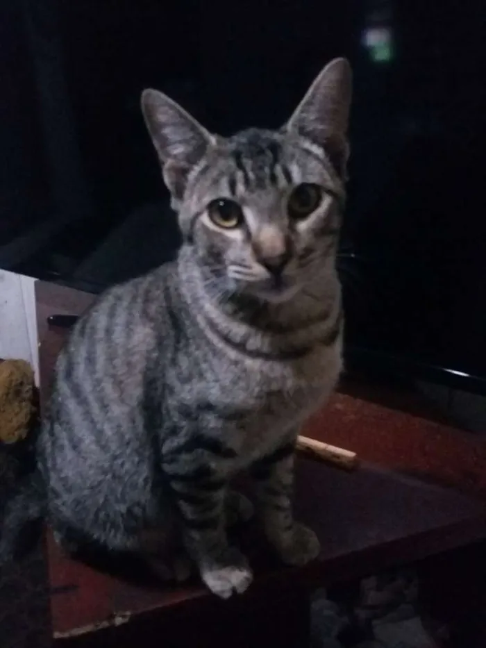 Gato ra a  idade 7 a 11 meses nome gato