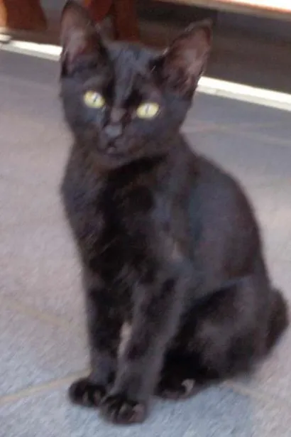 Gato raça Siamês e não definido idade 1 ano nome Mimi e Chiquinho