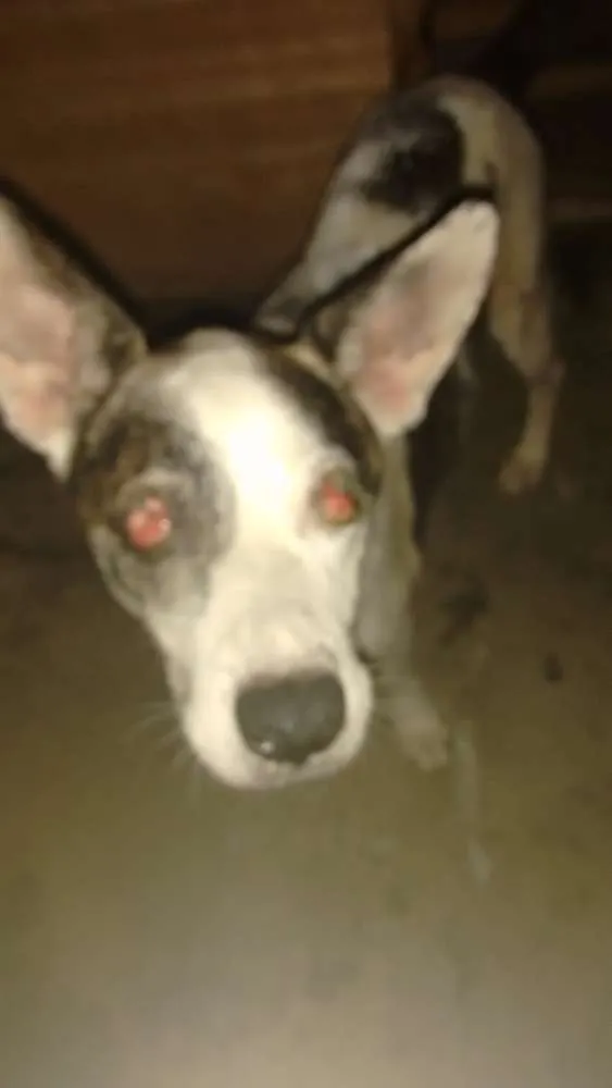 Cachorro ra a SRD idade 3 anos nome Jhonny